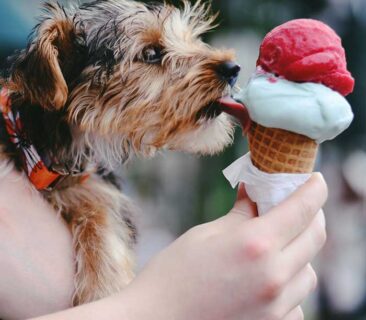 Dogs Loves Ice creams