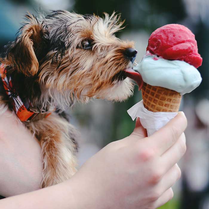 Dogs Loves Ice creams